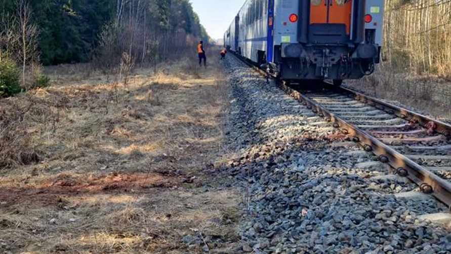 В Польше поезд столкнулся с тремя зубрами