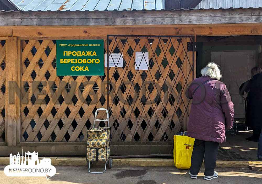 Где в Беларуси самый дешевый березовый сок. Цены в разных областях отличаются в 2 раза