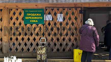 Где в Беларуси самый дешевый березовый сок. Цены в разных областях отличаются в 2 раза