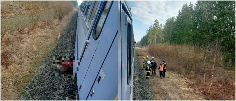 В Польше поезд столкнулся с тремя зубрами
