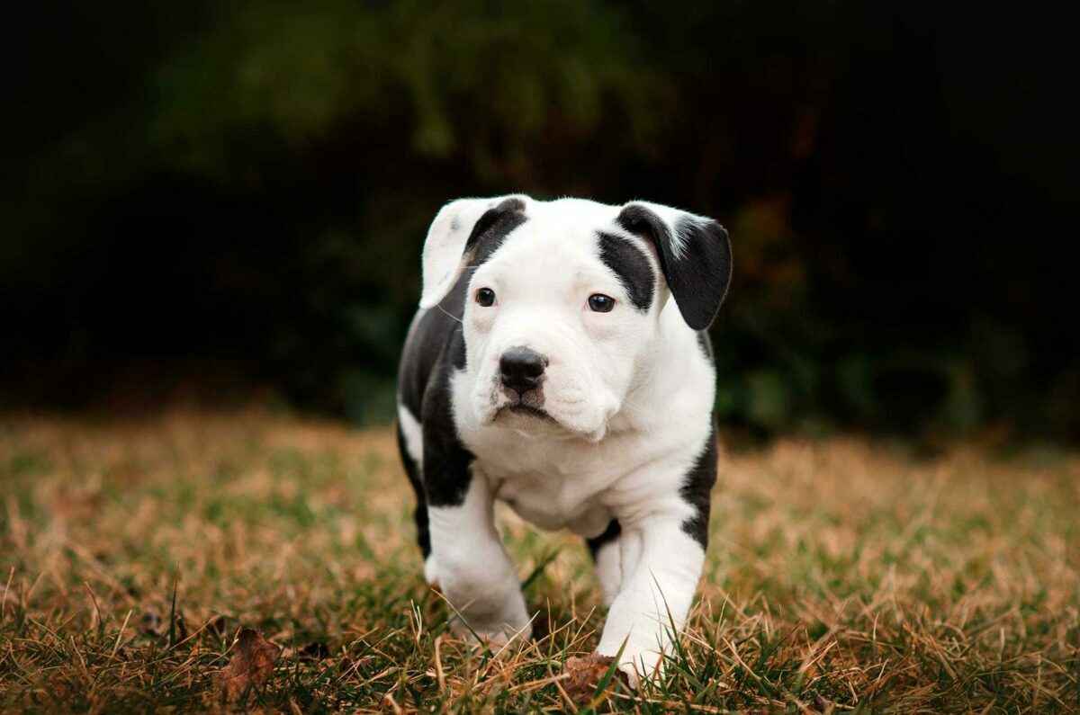 В Могилеве владелицу собаки осудили на 6 месяцев условно и обязали выплатить 15 000 рублей