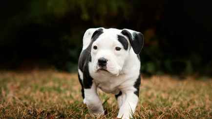 В Могилеве владелицу собаки осудили на 6 месяцев условно и обязали выплатить 15 000 рублей