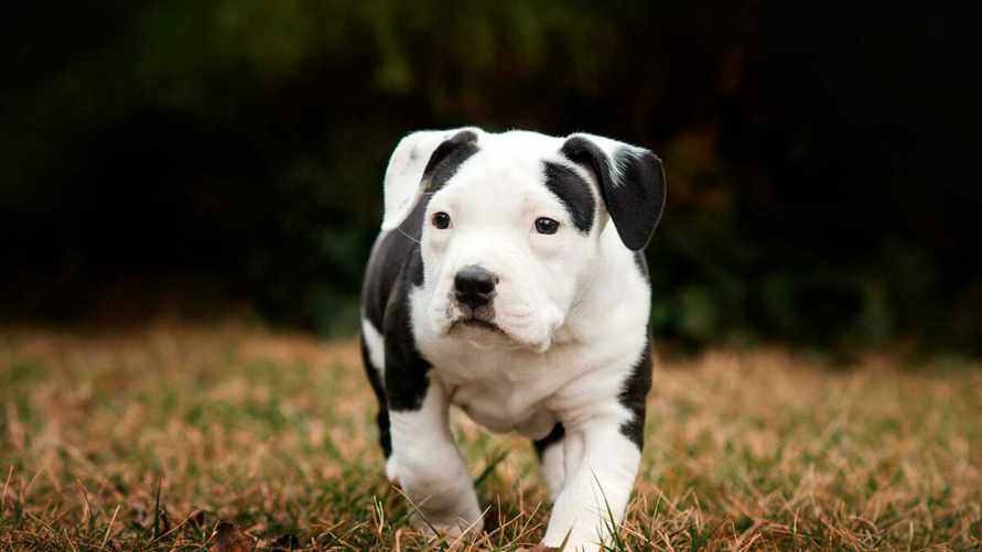 В Могилеве владелицу собаки осудили на 6 месяцев условно и обязали выплатить 15 000 рублей