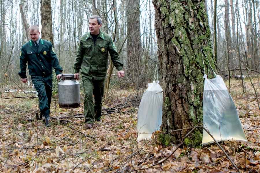 Начинается сезон берёзового сока. Как белорусам не получить штраф за неправильный сбор