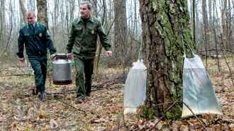 Начинается сезон берёзового сока. Как белорусам не получить штраф за неправильный сбор