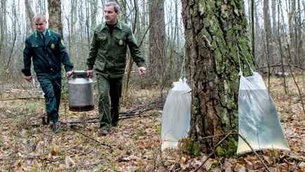 Начинается сезон берёзового сока. Как белорусам не получить штраф за неправильный сбор