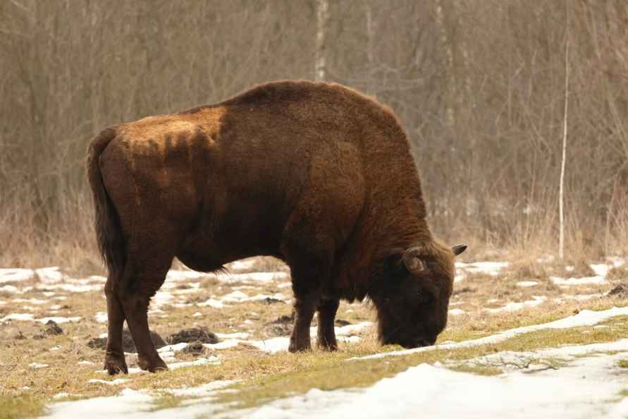 Обливали кипятком? Руководство польской Беловежской пущи объяснило пятна на шерсти зубров