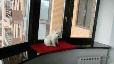 Налоговики предупредили о штрафах для владельцев собак: информацию соберут из разных источников