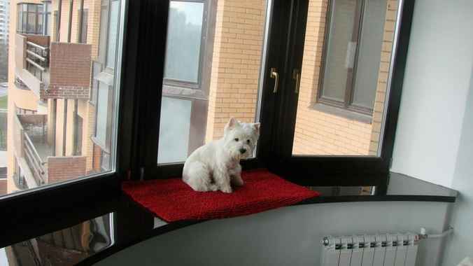 Налоговики предупредили о штрафах для владельцев собак: информацию соберут из разных источников