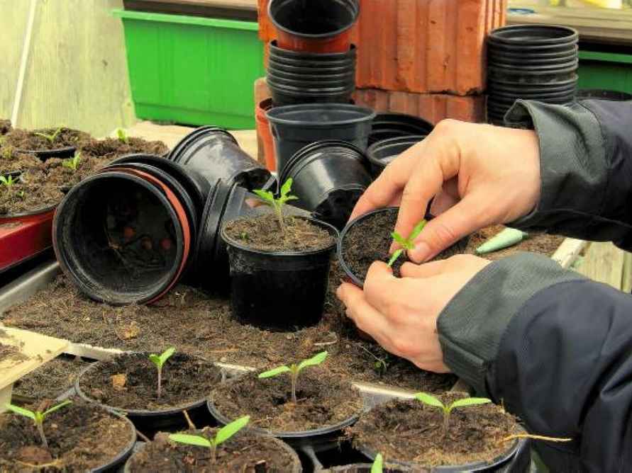 Этот план посева овощей и цветов по месяцам поможет не упустить идеальные сроки