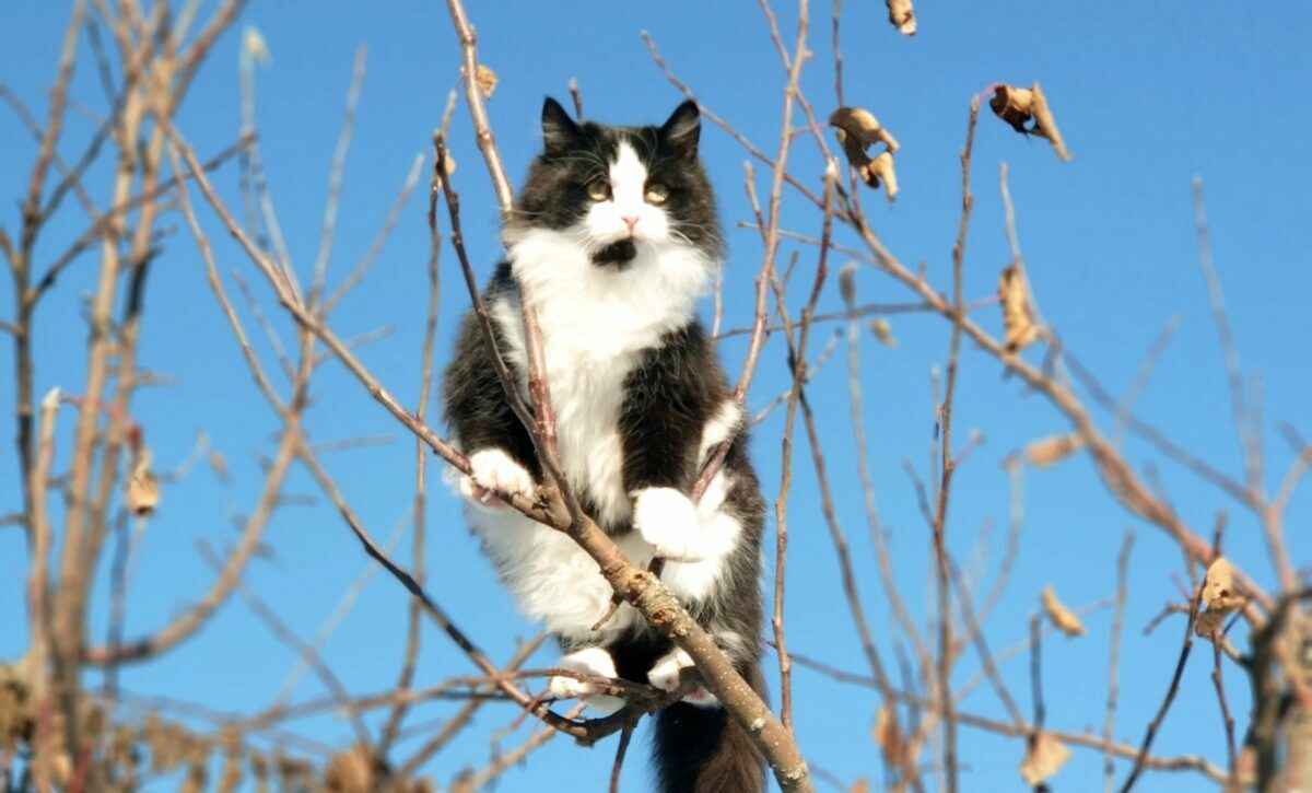 В Беларусь возвращается "скандинавская" прохлада. Где ждать мокрый снег?