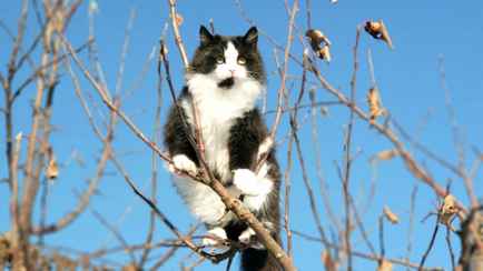 В Беларусь возвращается «скандинавская» прохлада. Где ждать мокрый снег?