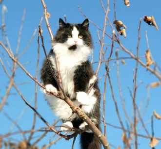 В Беларусь возвращается «скандинавская» прохлада. Где ждать мокрый снег?