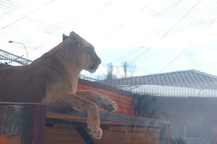 В Минский зоопарк приехала подруга для льва Шерхана