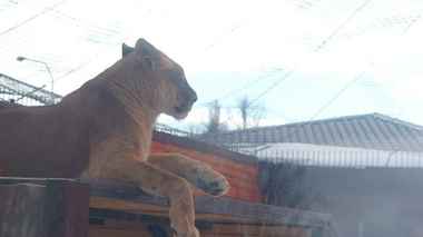 В Минский зоопарк приехала подруга для льва Шерхана
