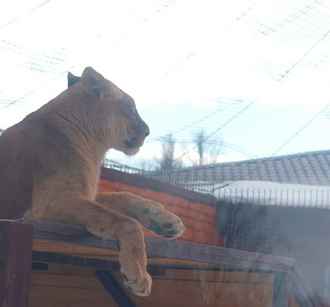 В Минский зоопарк приехала подруга для льва Шерхана