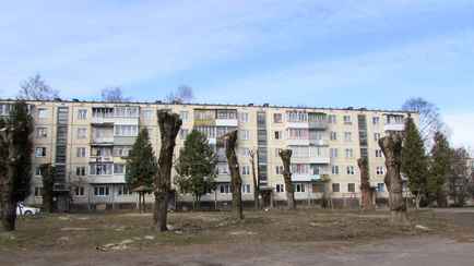 Минприроды «запретило» белорусам рубить деревья, даже если сами посадили