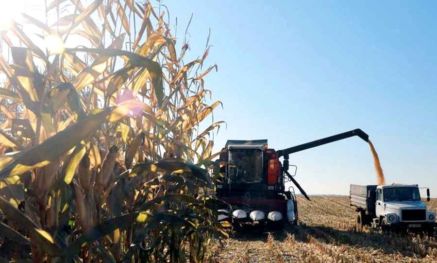 Минсельхоз Беларуси назвал 2026 год "кукурузным" и пообещал рекордные заработки