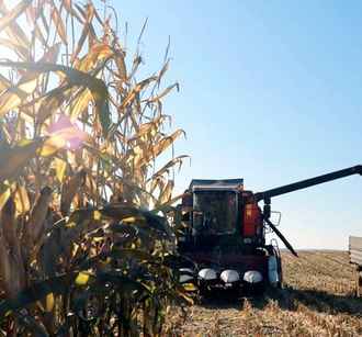 Минсельхоз Беларуси назвал 2026 год «кукурузным» и пообещал рекордные заработки