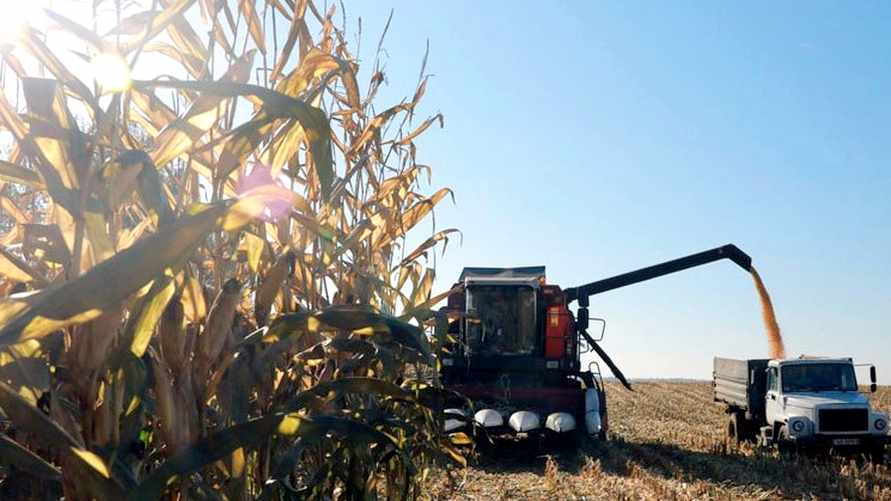 Минсельхоз Беларуси назвал 2026 год "кукурузным" и пообещал рекордные заработки