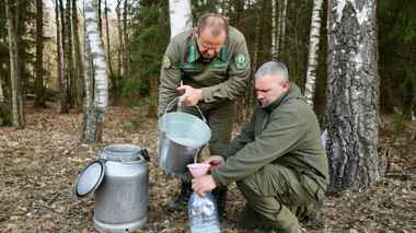 Минлесхоз опроверг слухи о запрете добычи березового сока. Подробности