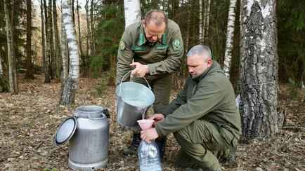 Минлесхоз опроверг слухи о запрете добычи березового сока. Подробности