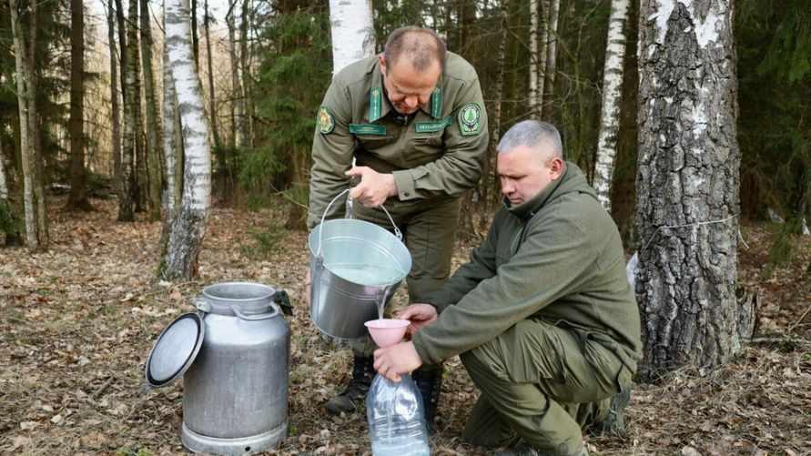 Минлесхоз опроверг слухи о запрете добычи березового сока. Подробности