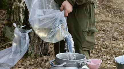 Можно ли пить березовый сок в Гомельской области? Санэпидемслужба назвала допустимый уровень радиации