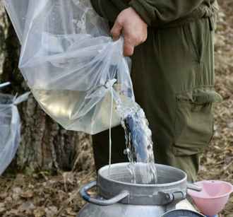 Можно ли пить березовый сок в Гомельской области? Санэпидемслужба назвала допустимый уровень радиации