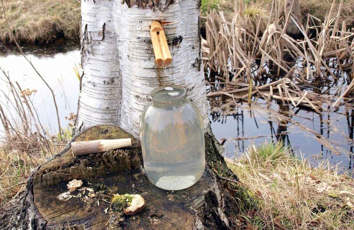Заготавливать березовый сок в Беларуси можно. Но может выйти дорого: штраф до 900 рублей