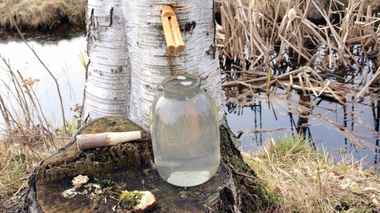 Заготавливать березовый сок в Беларуси можно. Но может выйти дорого: штраф до 900 рублей