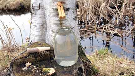 Заготавливать березовый сок в Беларуси можно. Но может выйти дорого: штраф до 900 рублей