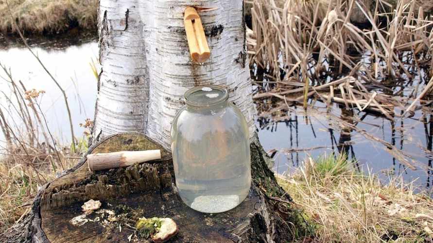 Заготавливать березовый сок в Беларуси можно. Но может выйти дорого: штраф до 900 рублей
