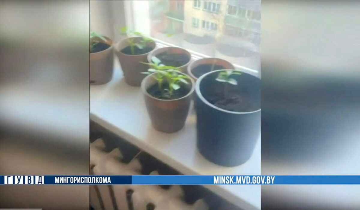 Милиция Минска завела уголовное дело из-за рассады на подоконнике