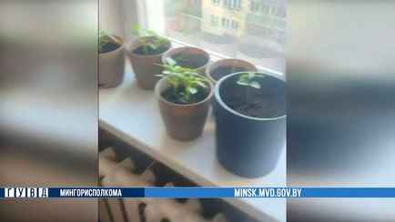 Милиция Минска завела уголовное дело из-за рассады на подоконнике