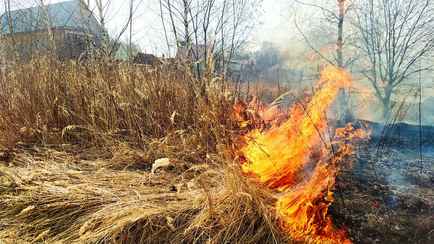 Можно ли белорусам жечь траву у себя на участке? В МЧС назвали размеры штрафа