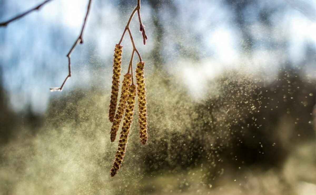Аллергикам приготовиться. В двух областях Беларуси выросла концентрация пыльцы