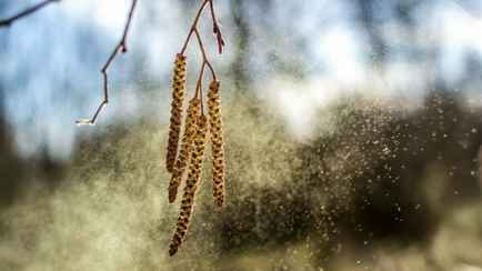 Аллергикам приготовиться. В двух областях Беларуси выросла концентрация пыльцы