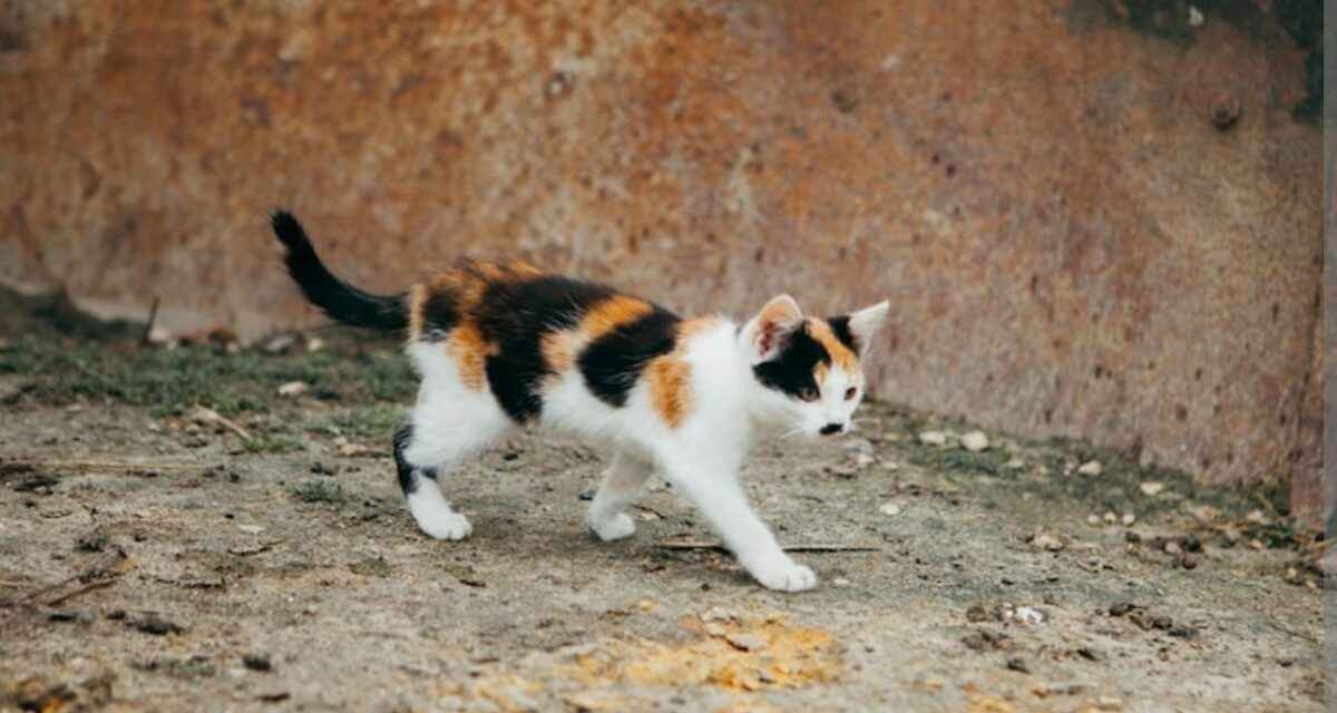 Мартовское тепло в Беларуси бьет рекорды. Но впереди похолодание, снег и "свежий ветер"