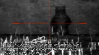 Под Крупками заметили гигантского медведя