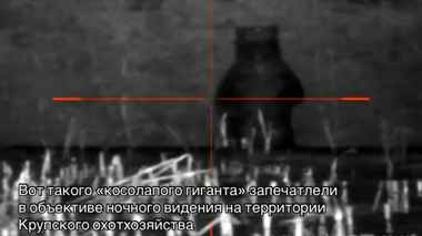 Под Крупками заметили гигантского медведя