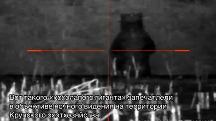 Под Крупками заметили гигантского медведя