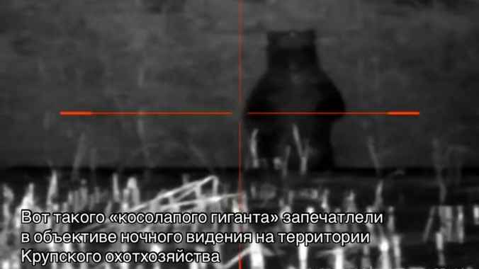 Под Крупками заметили гигантского медведя
