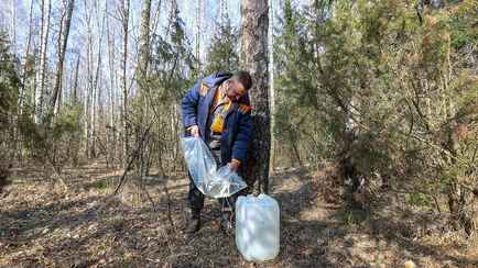 Когда белорусские лесхозы начнут продавать берёзовый сок? В одной из областей озвучили сроки