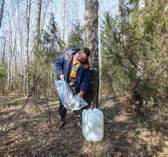 Когда белорусские лесхозы начнут продавать берёзовый сок? В одной из областей озвучили сроки