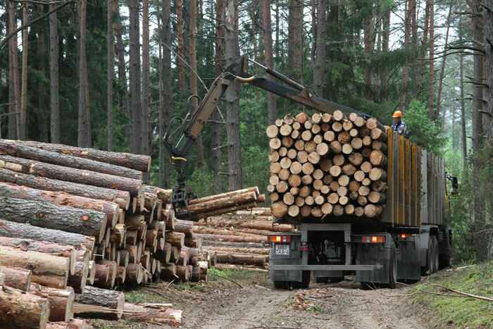 В одном белорусском лесхозе рассказали, сколько миллионов рублей нужно, "чтобы безбедно существовать"