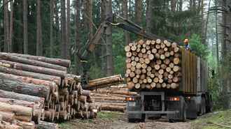 В одном белорусском лесхозе рассказали, сколько миллионов рублей нужно, «чтобы безбедно существовать»