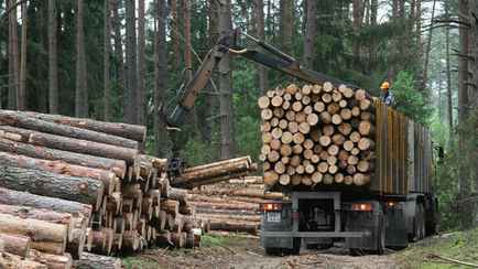В одном белорусском лесхозе рассказали, сколько миллионов рублей нужно, «чтобы безбедно существовать»