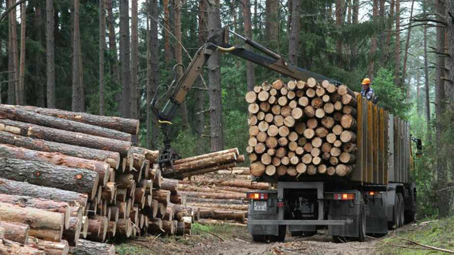 В одном белорусском лесхозе рассказали, сколько миллионов рублей нужно, "чтобы безбедно существовать"