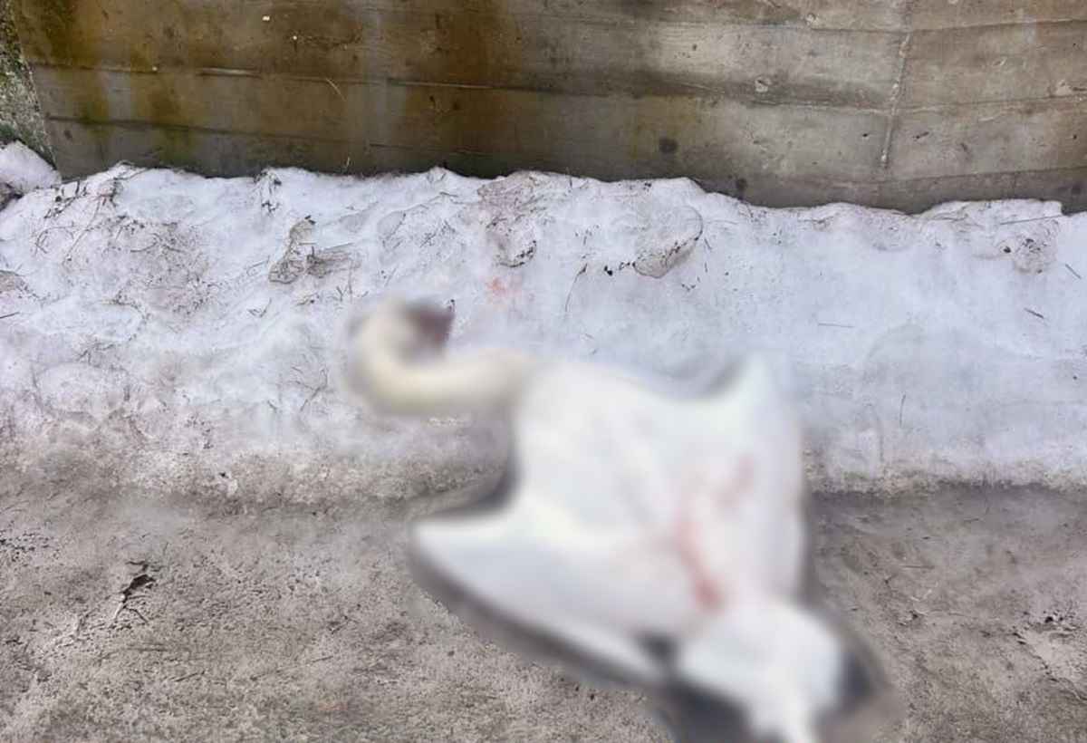 Фото: УВД Гродненского облисполкома